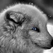 portrait de renard arctique au yeux saphir