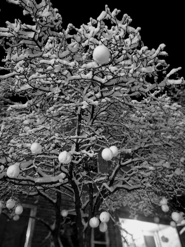 Dr. Seuss snowball tree London, ON
