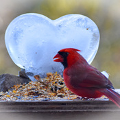A heart for Cardinal!