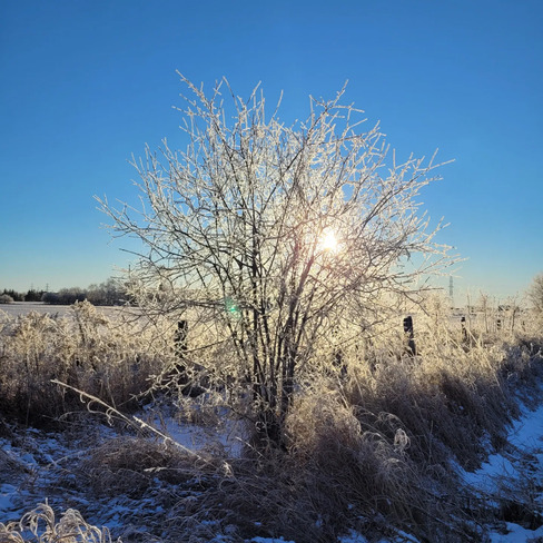 frozen tree Hartley, ON