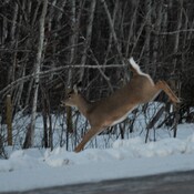 Deer out and about in the cold...