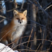 Red Fox Sitting In the Sun