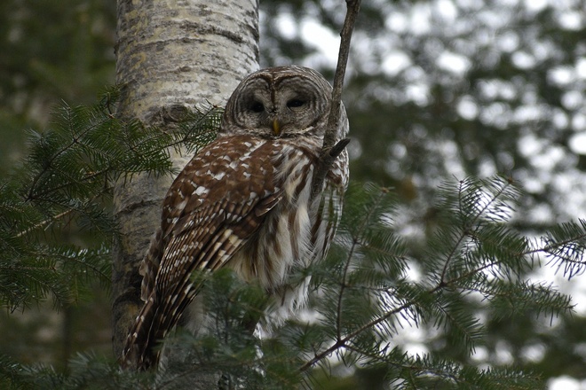 Barred Owl Thunder Bay, ON