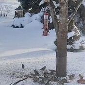 Freezing Feeding Frenzy (Evening Grosbeaks)