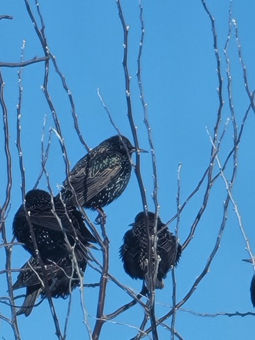 A group of Starlings and a sun 🌞 bath La Prairie, QC