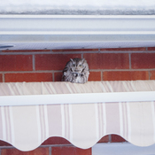 Just Chillin Owl on Neighbors Awning