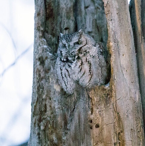 Our neighbourhood owl Ottawa, ON