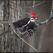 Pileated is ready