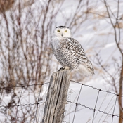 Female snowy owl after landing on a fence post