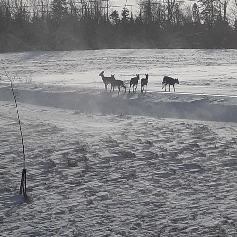 Deer in the deep freeze. River John, NS