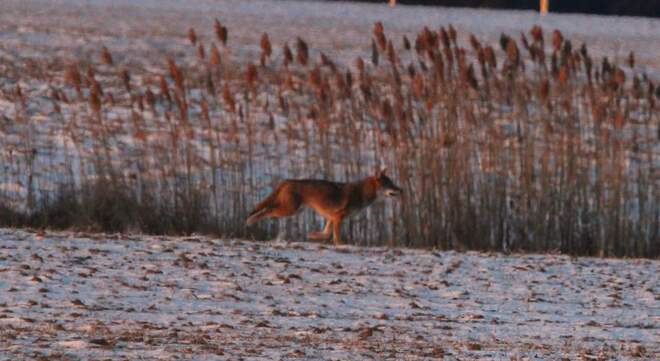 coyote on the run Shrewsbury, ON