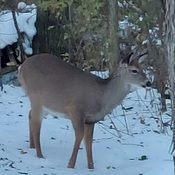 Visitor in our yard