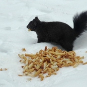 Squirrel Taking Bread to Bury Elsewhere