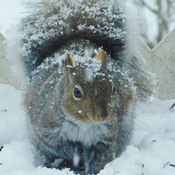 Mr. Squirrel having a bite to eat on a snowy day...