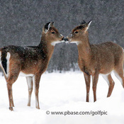 How deer identify each other