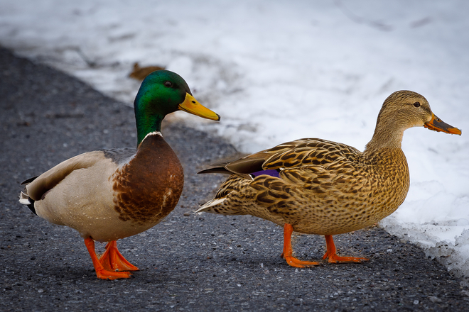 Winter Ducks Brampton, Ontario, CA