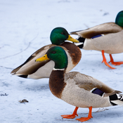 Winter ducks