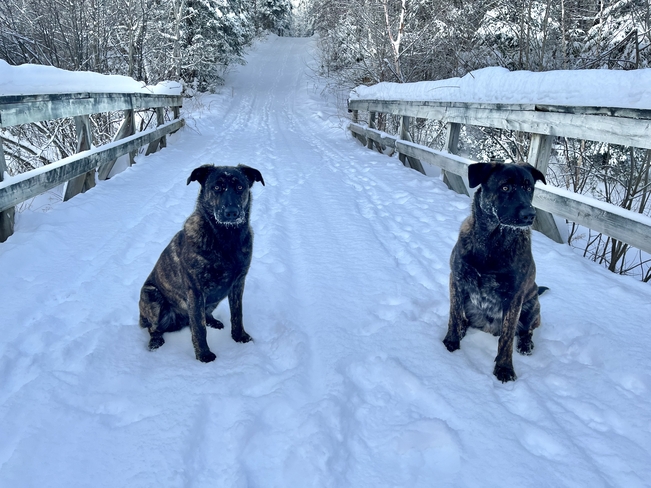 Snow dogs Callander, Ontario, CA