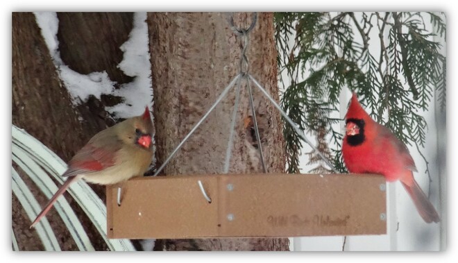 Sharing the bird feed. Ottawa, ON