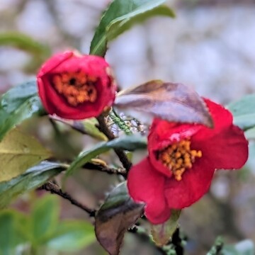 Camellia in winter