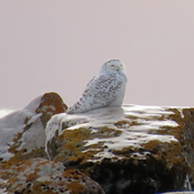 Snowy Owl Enjoying Afternoon Sun on Ice-covered Granite Boulders