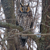 Long-eared Owl in Late Afternoon Relaxed Roost