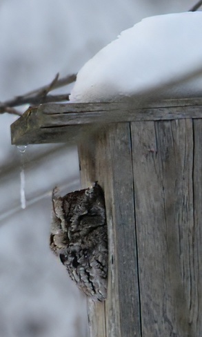 screech owl Listowel, ON