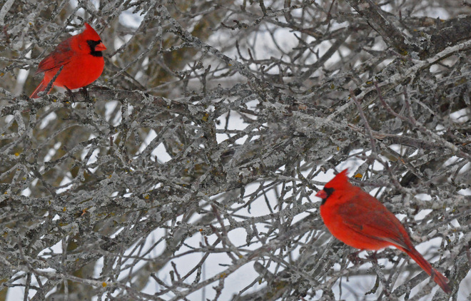 Male cardinals showing off. Warkworth, Trent Hills, ON
