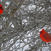 Male cardinals showing off.