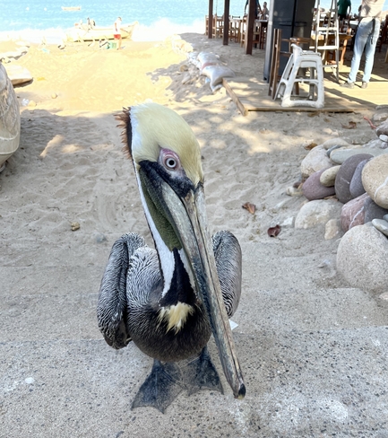 Pelican Puerto Vallarta, Jalisco, MX
