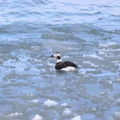 Long Tailed Diving Ducks