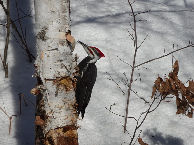 Male & Female Piliated Woodpeckers Sudbury, ON