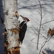 Male & Female Piliated Woodpeckers