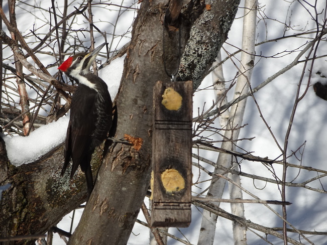 Male & Female Piliated Woodpeckers Sudbury, ON