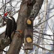 Male & Female Piliated Woodpeckers