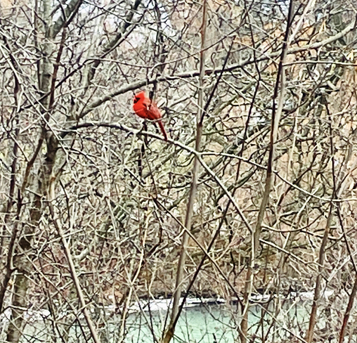 Love seeing Cardinals out on my walks! Welland, Ontario, CA