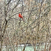 Love seeing Cardinals out on my walks!