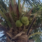 Young coconuts