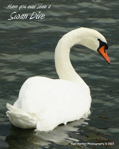 Swan Dive Norfolk County, Ontario, Canada