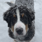 Loona joue dans la neige qu’elle adore