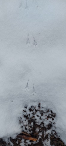 Delicate Footprints of a Beauty Etobicoke, ON