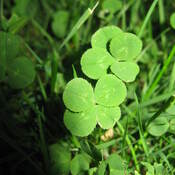 Four and Five leaf clovers