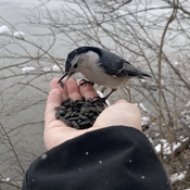 White breasted nuthatch