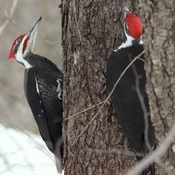 2 male Pileated Woodworkers