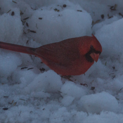 Cardinal rouge sur la neige