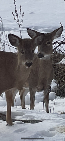 Cute deer Magnetawan, Ontario, CA