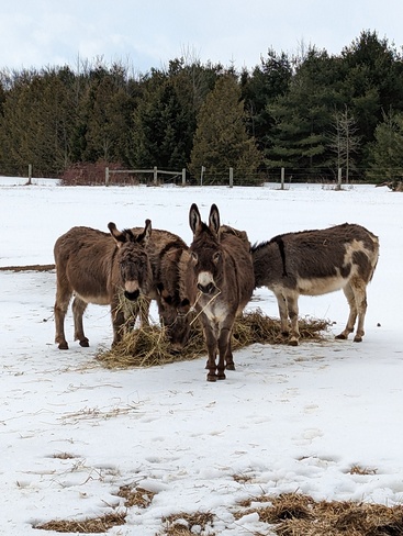 Donkeys Waiting for Spring Brant, ON