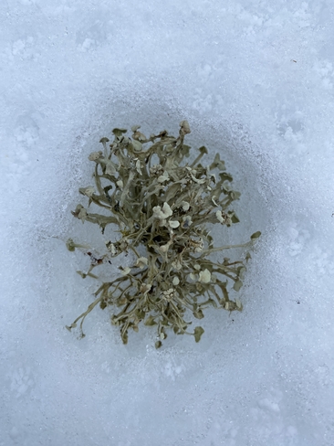 Oursin de neige!! Bois-Franc, Québec, CA