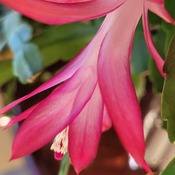 Easter cactus not a Christmas cactus!