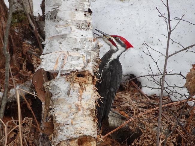 Hungry Woodpecker Sudbury, ON